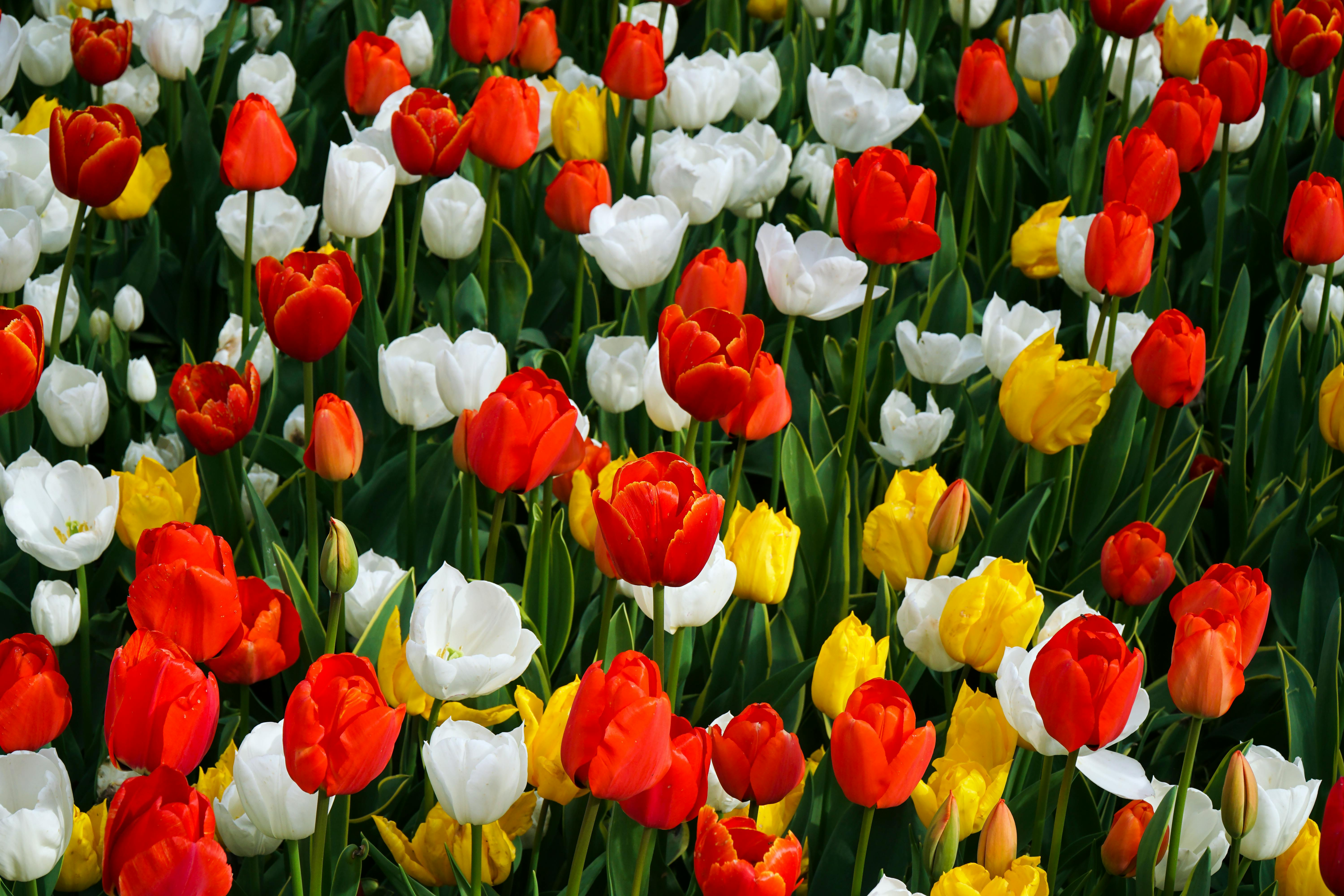 Blumenbeetpflege – Farbe und Vielfalt das ganze Jahr