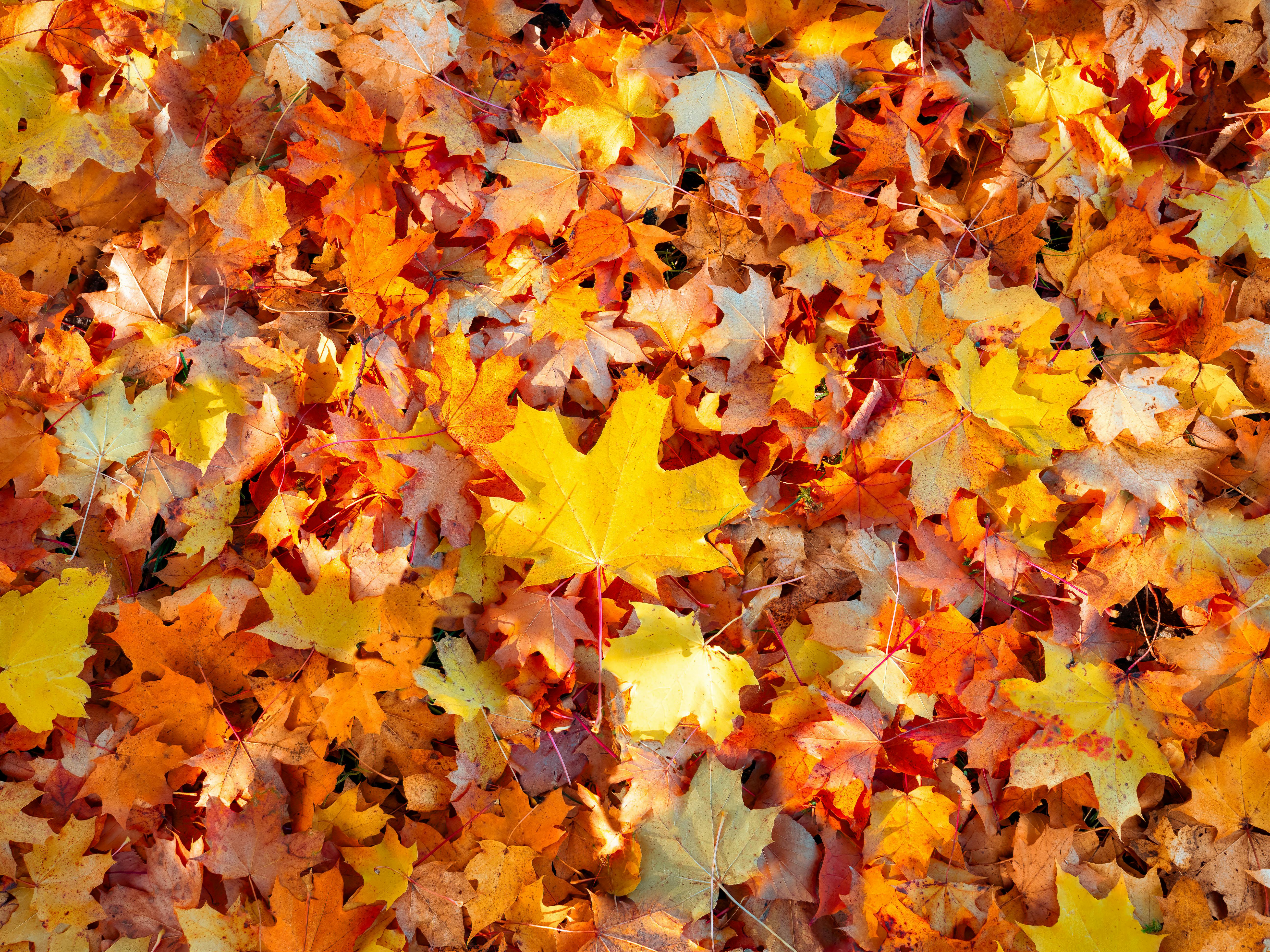 Laubentfernung – Sauberkeit im Herbst